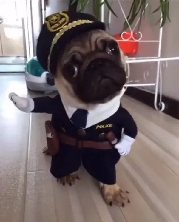 Cute and Spooky Pet Costume for Halloween Fun